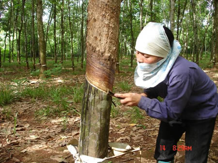 Cạo mủ cao su