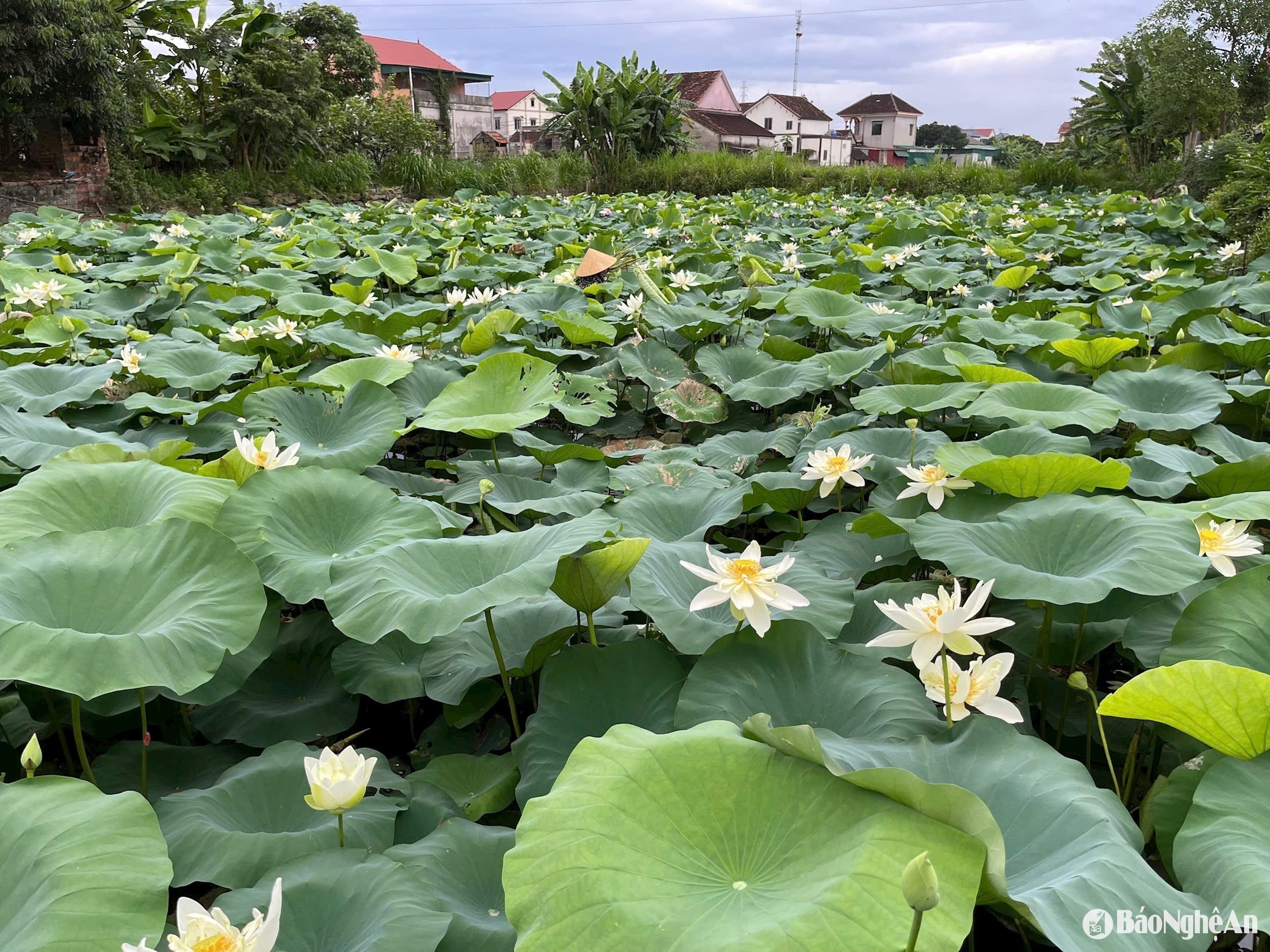 Nông nghiệp sạch gắn với du lịch sinh thái ở Nghệ An
