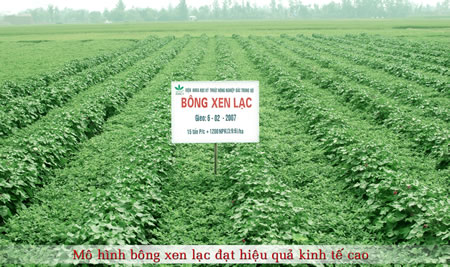 Bông xen lạc