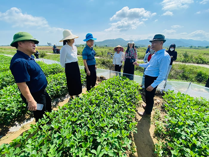 Tập huấn quản lý dịch hại trên cây lạc tại Nghi Xuân, Hà Tĩnh