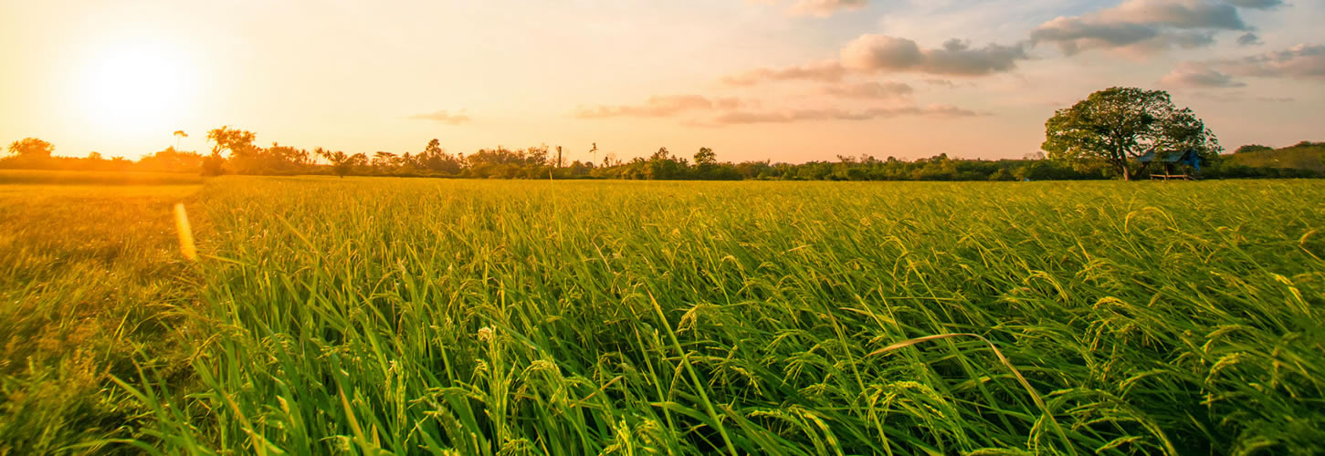 Cánh đồng lúa
